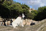 The Ciccio´s Twin Dog Bandana Cornucópia Bordeaux