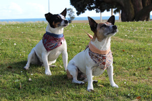 The Ciccio´s Twin Dog Bandana Cornucópia Bordeaux