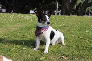 The Ciccio´s Twin Dog Bandana Cornucópia Bordeaux